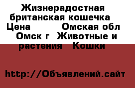 Жизнерадостная, британская кошечка. › Цена ­ 500 - Омская обл., Омск г. Животные и растения » Кошки   